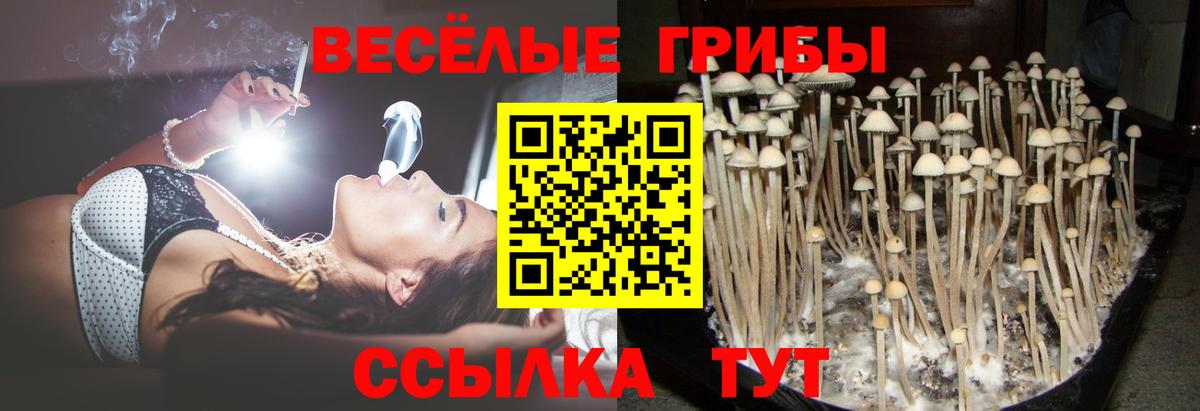 Галлюциногенные грибы прущие грибы  Вход с VPN  Урус-Мартан 